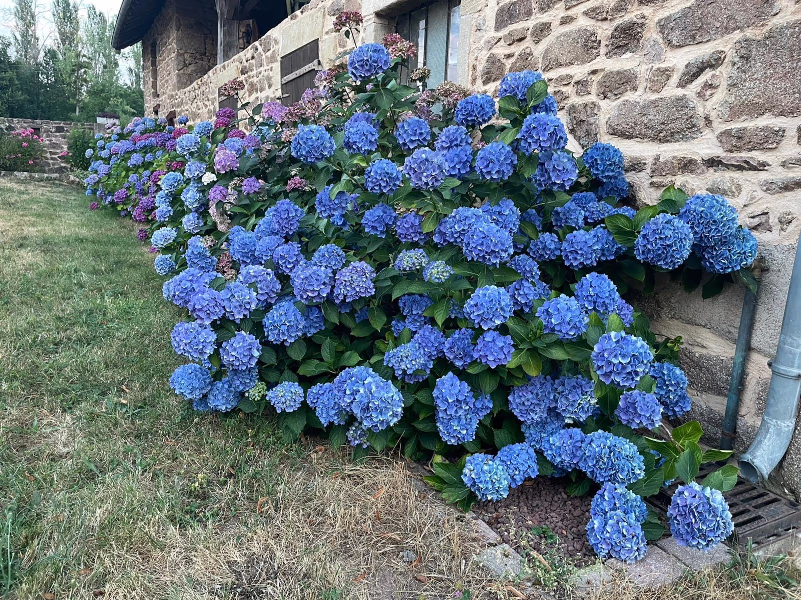 Hortensisas fleuris Hortensisas fleuris