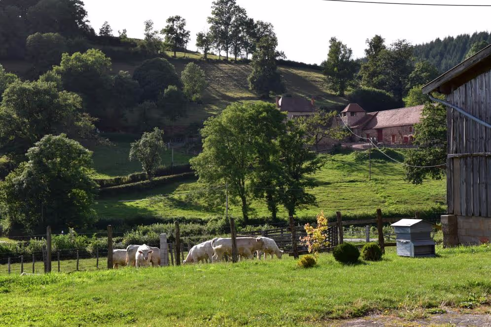 Vue sur la colline et les vaches